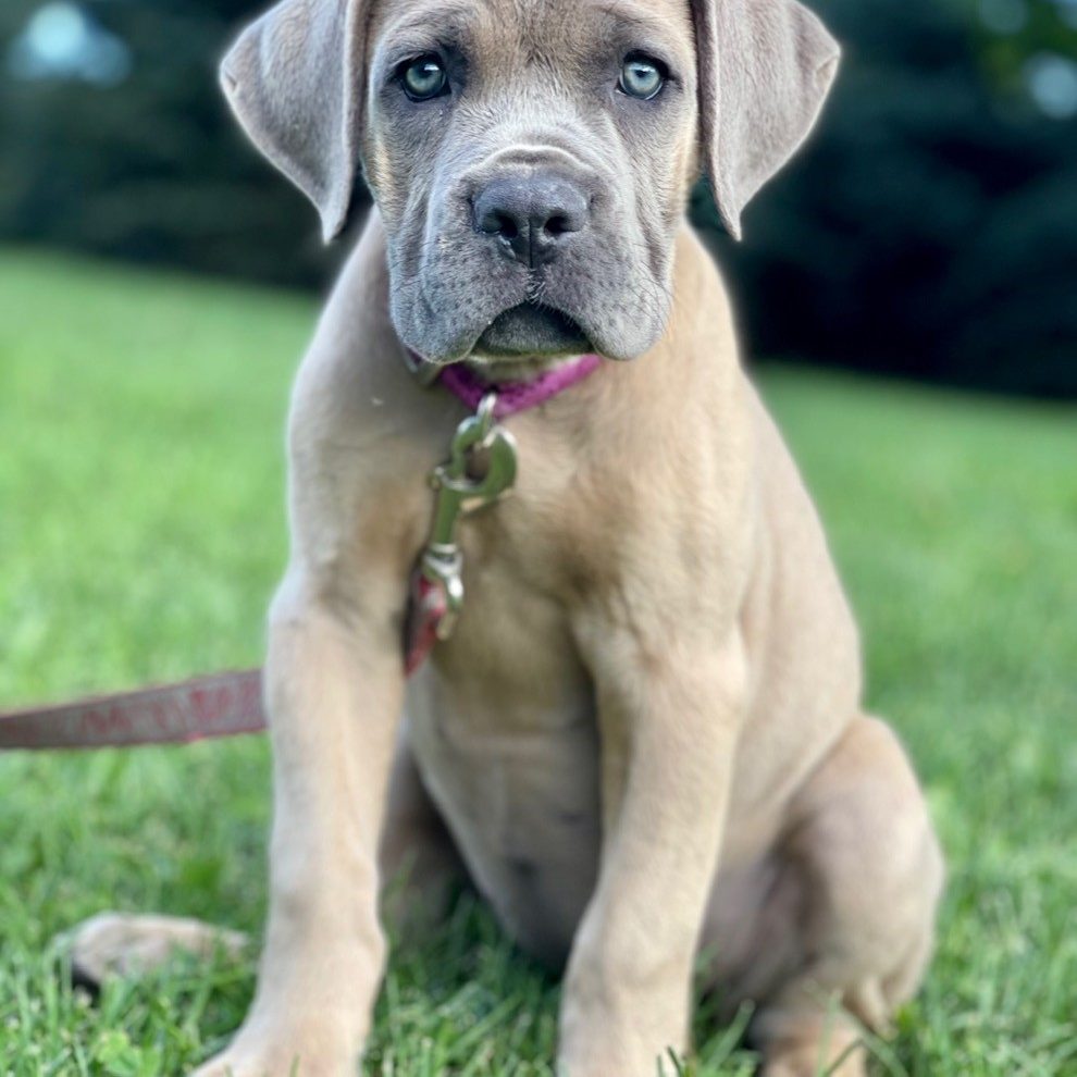 Bonito Cane Corso – Refined. Distinct. Correct.