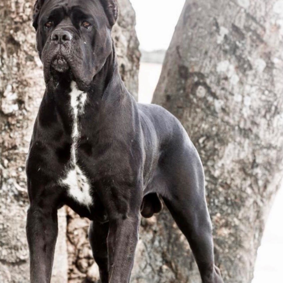 Studs Bonito Cane Corso
