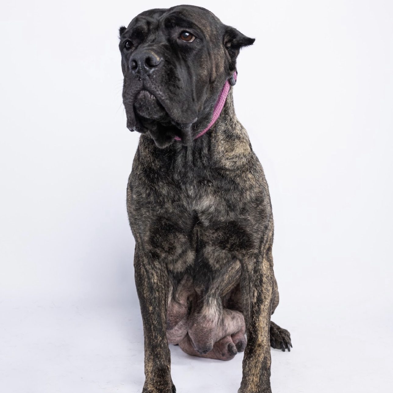 Females Bonito Cane Corso